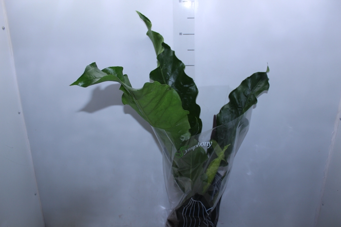 <h4>ANTHURIUM HOOKERI P19</h4>
