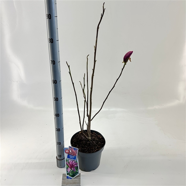<h4>Magnolia 'Galaxy'</h4>
