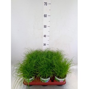 Cyperus alternifolius 'Zumula'