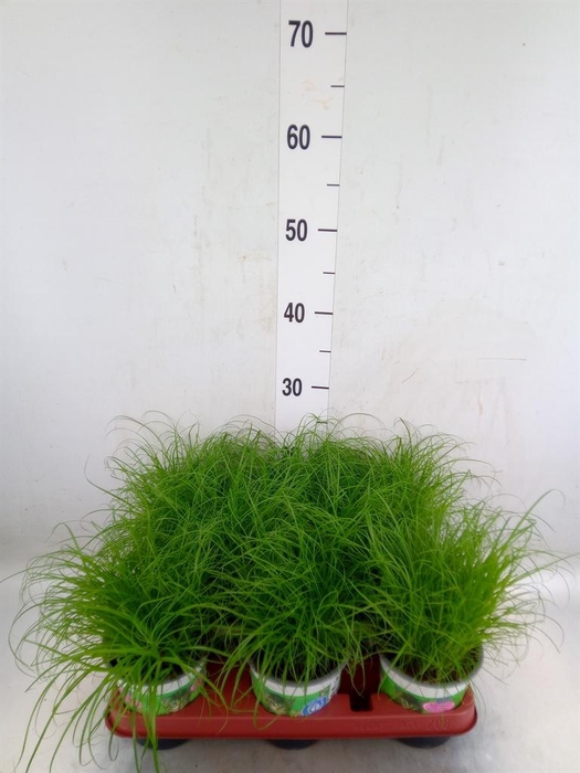 <h4>Cyperus alternifolius 'Zumula'</h4>