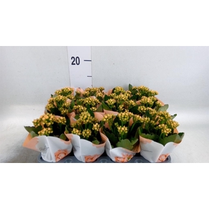 Kalanchoe  'RoseFlow Agnes'