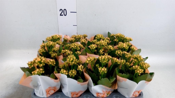 <h4>Kalanchoe  'RoseFlow Agnes'</h4>