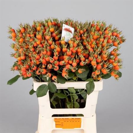 <h4>Rosa Pumpkin 60cm</h4>