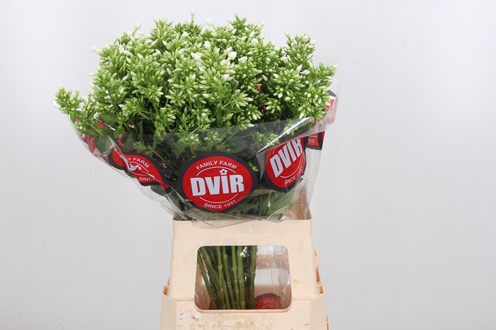 <h4>Phlox Icecap</h4>