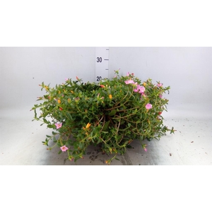 Portulaca   ...mix in pot