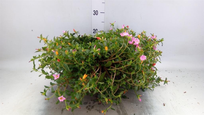 <h4>Portulaca   ...mix in pot</h4>