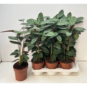 CTENANTHE COMPACTSTA