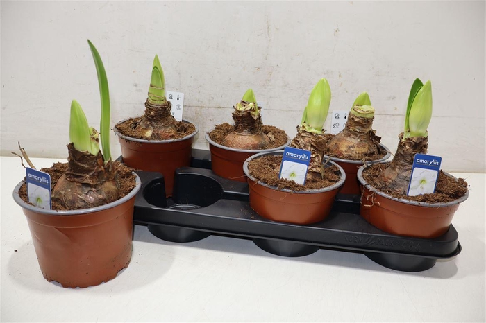 <h4>Hipp Ov White</h4>