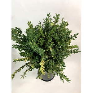 BUXUS 400