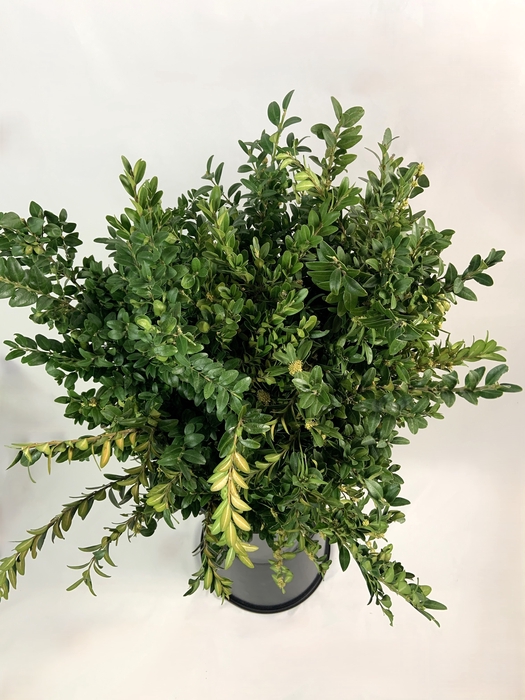 <h4>BUXUS 400</h4>