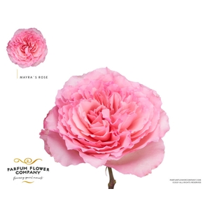 R Gr Garden Mayra Rose