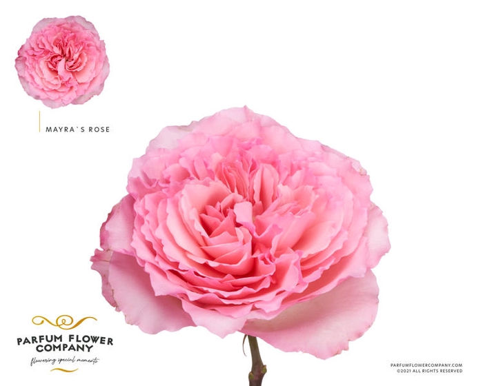 <h4>R Gr Garden Mayra Rose</h4>