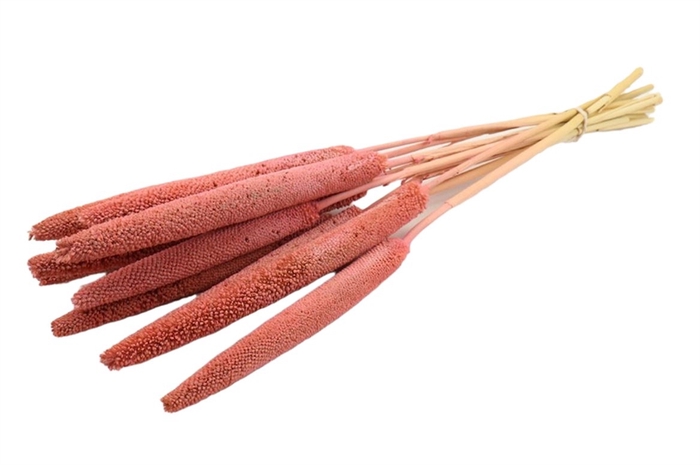 Bunch Babala 10pcs Sleeved L65