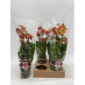 PHAL OV ORANJE