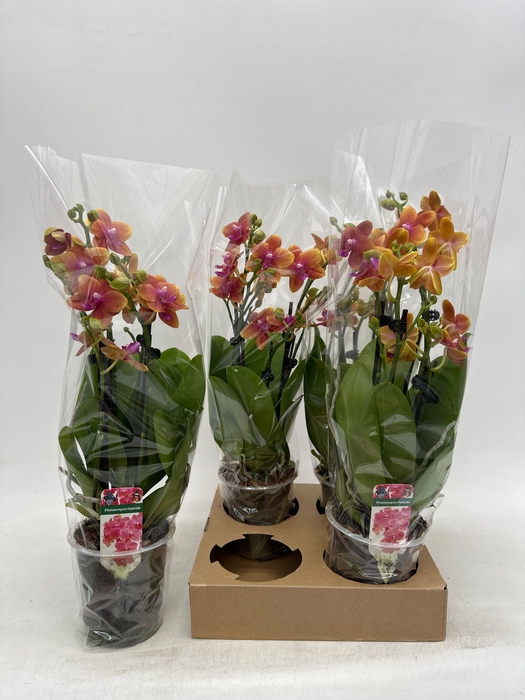 <h4>PHAL OV ORANJE</h4>