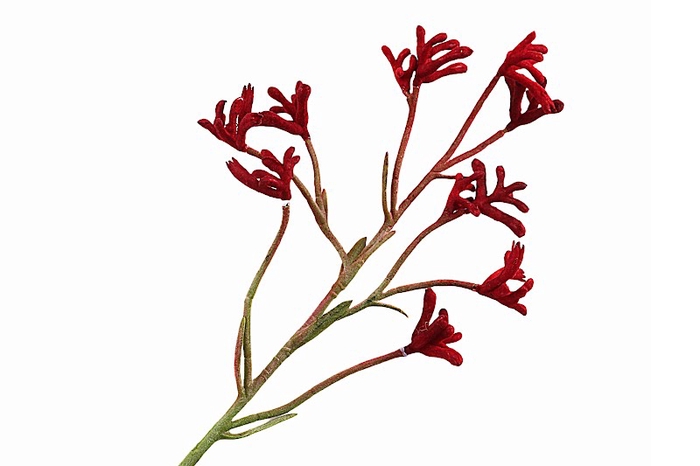 <h4>Anigozanthos Red</h4>