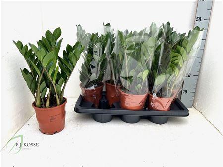Zamio Zamiifolia 5+