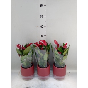 Anthurium  'Banderola Lava'