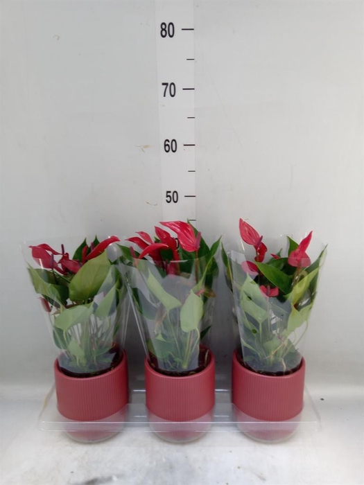 <h4>Anthurium  'Banderola Lava'</h4>