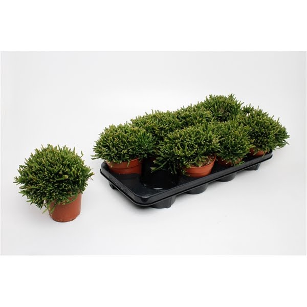 <h4>Rhipsalis Ewaldiana</h4>