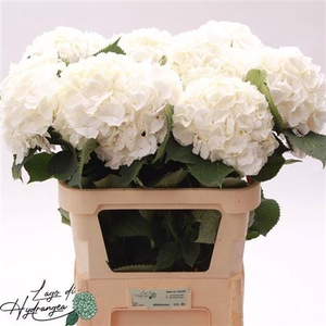 Hydr M Ch Whi Verena 80 Cm