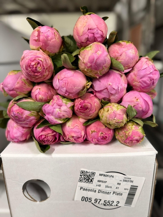 <h4>Paeonia Dinner Plate</h4>