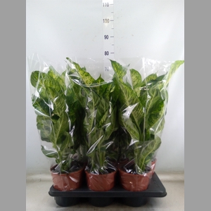 Dieffenbachia  'Mars'