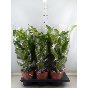 Dieffenbachia  'Mars'