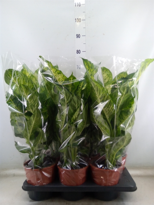 <h4>Dieffenbachia  'Mars'</h4>