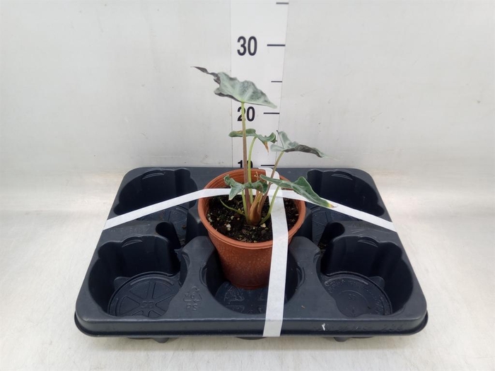 <h4>Alocasia ...</h4>