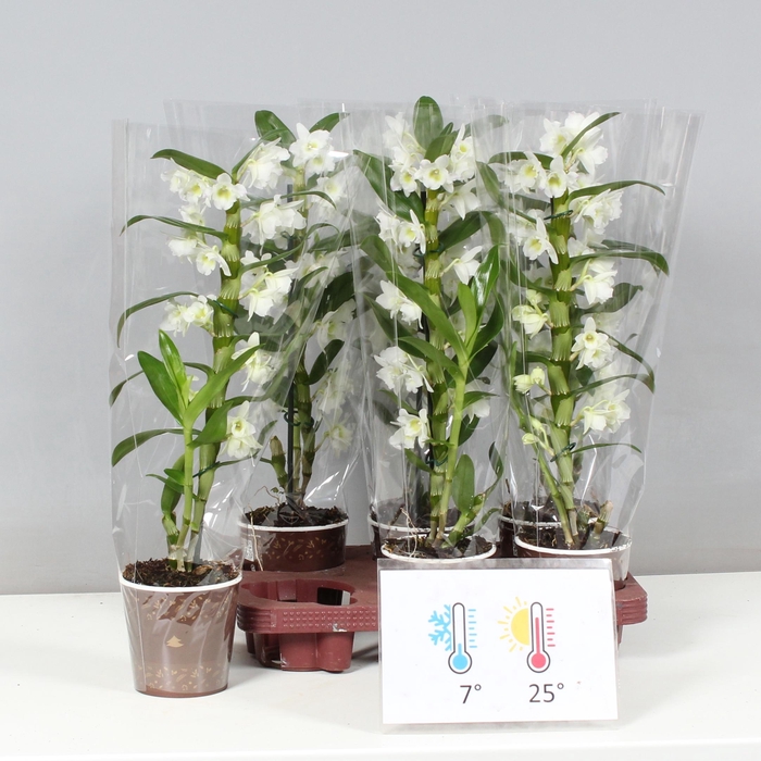 <h4>DENDR N SC APOLLON</h4>