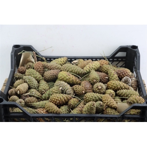 Pinea Mini Naturel X125 Crate