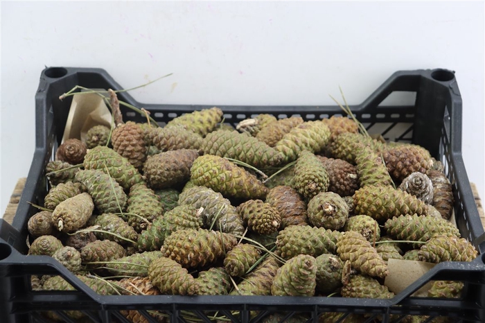 <h4>Pinea Mini Naturel X125 Crate</h4>