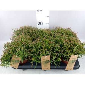 Rhipsalis burchellii