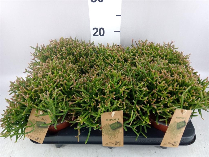 <h4>Rhipsalis burchellii</h4>