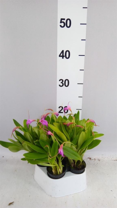 <h4>Orchideeen   ...</h4>