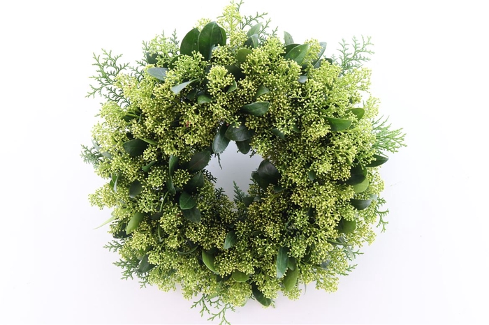 Wr Skimmia White 40cm