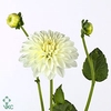 DAHLIA  'SNOW CAP'