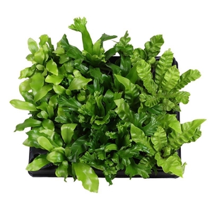 ASPLENIUM MIX P6