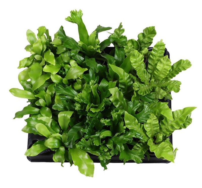 <h4>ASPLENIUM MIX</h4>