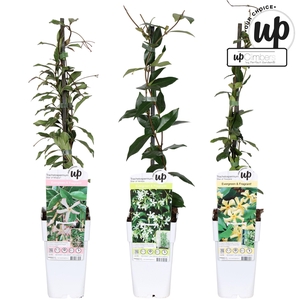 Trachelospermum Our Choice mix tray P15