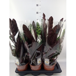 Calathea lancifolia