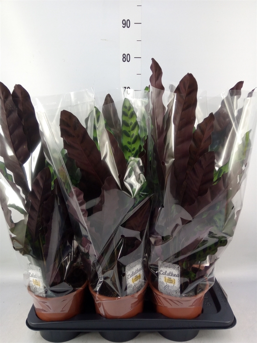 <h4>Calathea lancifolia</h4>