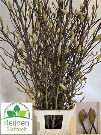 <h4>Magnolia Grandiflora Xxl</h4>