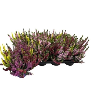 CALLU BL S TRI ME GP