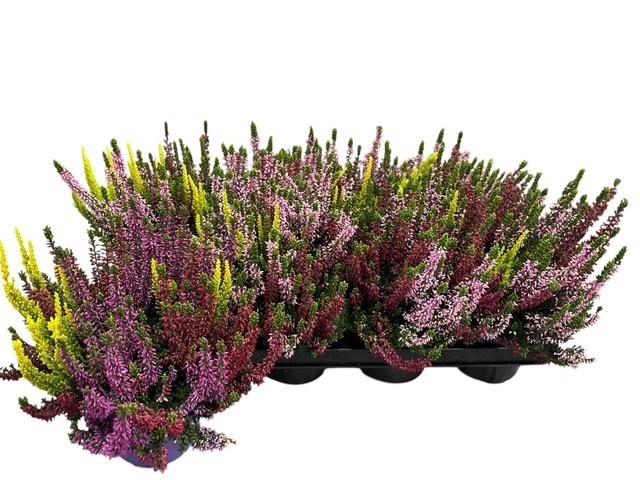 <h4>CALLU BL S TRI ME GP</h4>