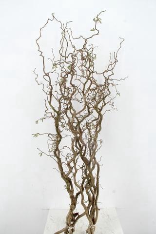 <h4>CORYL AV CONTORTA 2 JARIG 140CM</h4>