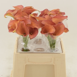 Calla Orange Pride