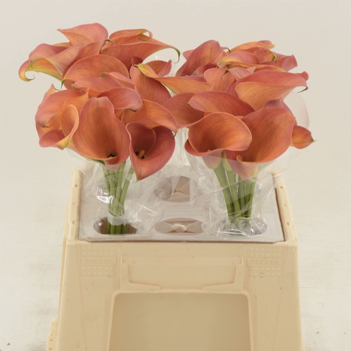 <h4>Calla Orange Pride</h4>