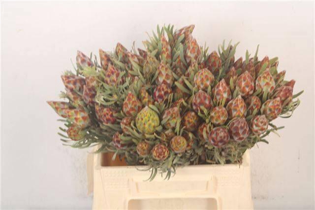 <h4>LEUCAD RUBRUM</h4>